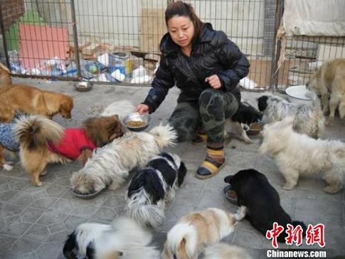 女子放弃生意救助近百只流浪狗(图)
